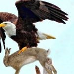 An eagle carried a rabbit out of the yard – what neighbors found shocked everyone! ➤ Buzzday.info