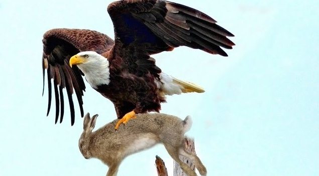 An eagle carried a rabbit out of the yard – what neighbors found shocked everyone! ➤ Buzzday.info