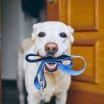 Votre chien vous comprend-il ? 10 habitudes à surveiller ➤ Buzzday.info