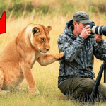 Une lionne en pleurs supplie un touriste de la suivre ➤ Buzzday.info