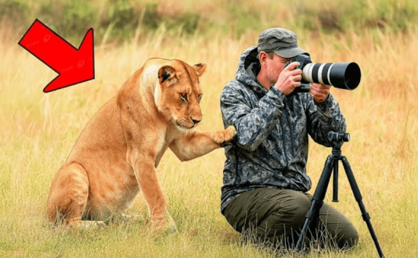 Une lionne en pleurs supplie un touriste de la suivre ➤ Buzzday.info