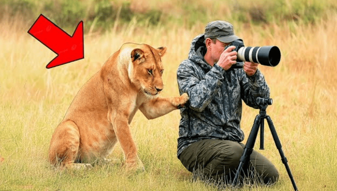 Une lionne en pleurs supplie un touriste de la suivre ➤ Buzzday.info
