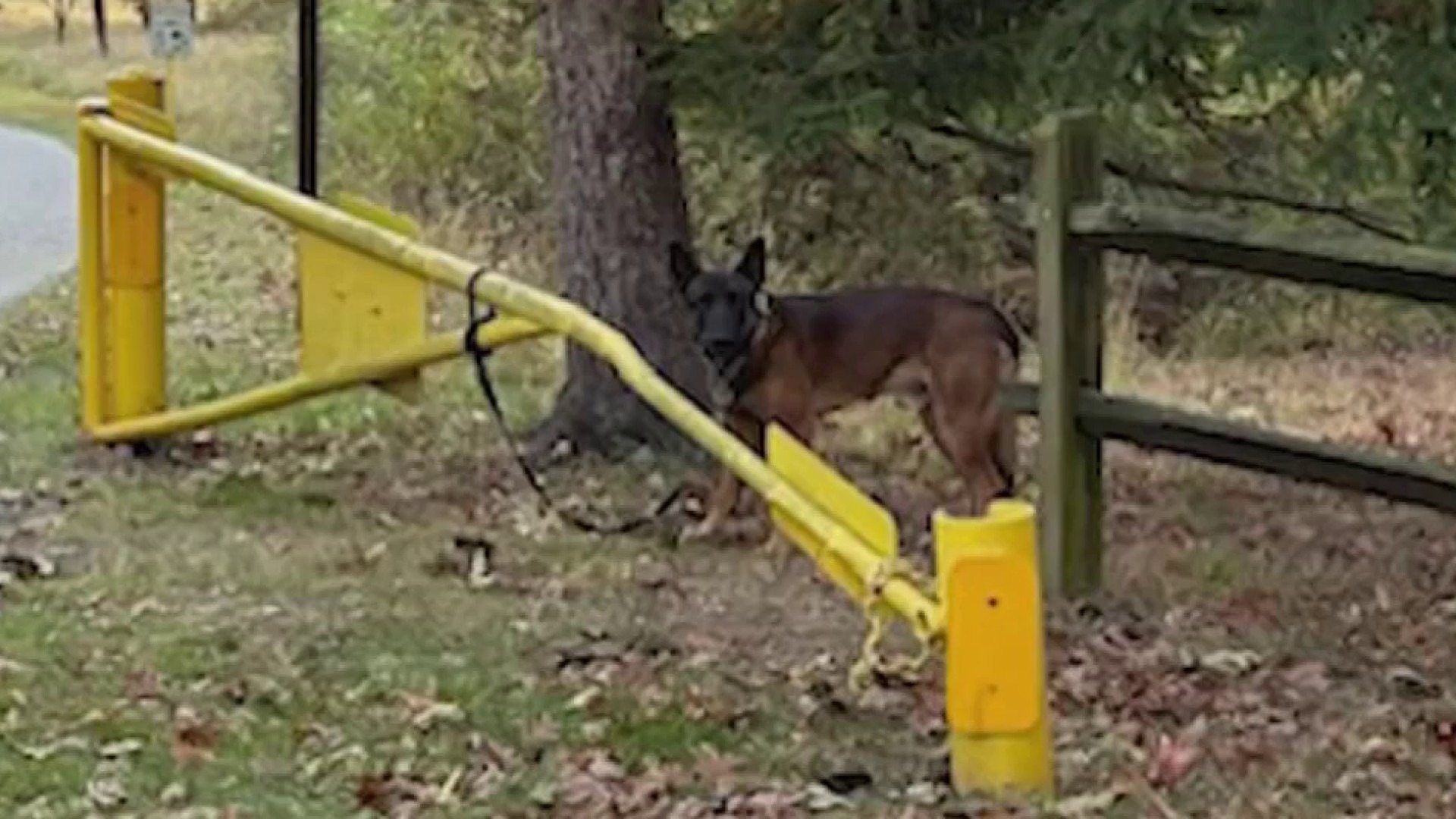 The dog was tied to a fence at an abandoned school, but it never gave up hope that something would happen