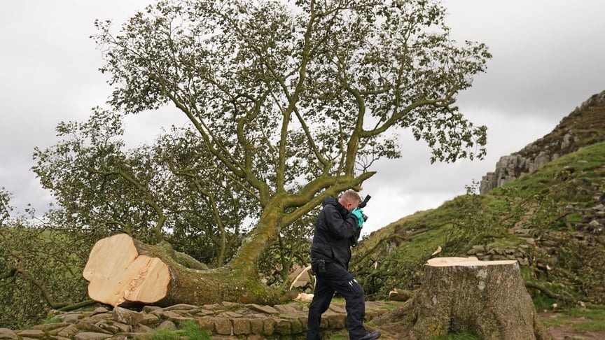 Vicino maleducato ignora l’avvertimento e taglia l’albero… poi trova questo dentro!