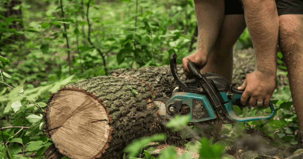 Vicino maleducato ignora l’avvertimento e taglia l’albero… poi trova questo dentro!