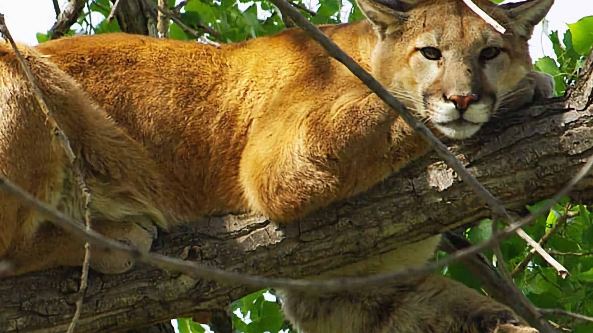 Le guide touristique a aidé une lionne à mettre bas, mais il n’était pas prêt à ce qui allait suivre