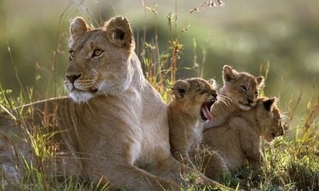 Le guide touristique a aidé une lionne à mettre bas, mais il n’était pas prêt à ce qui allait suivre