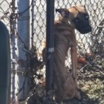 The dog was tied to a fence at an abandoned school, but it never gave up hope that something would happen ➤ Buzzday.info