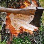 Vicino maleducato ignora l’avvertimento e taglia l’albero… poi trova questo dentro! ➤ Buzzday.info
