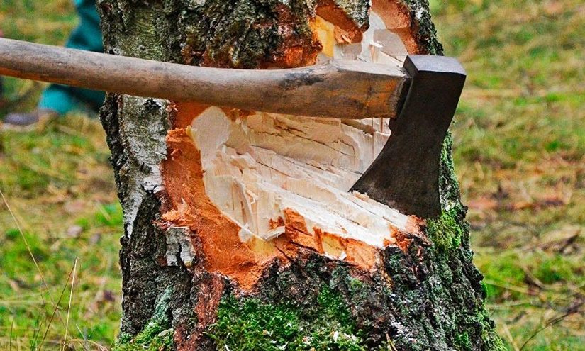 Un voisin impoli ignore un avertissement et coupe son arbre — et découvre ceci à l’intérieur ! ➤ Buzzday.info