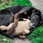 O femeie vede un câine vagabond în curtea ei din spate. Strigă: „Nu se poate!” ➤ Buzzday.info