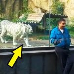 Biały tygrys spotyka się z opiekunem po 5 latach, ale nikt nie spodziewał się takiej reakcji ➤ Buzzday.info