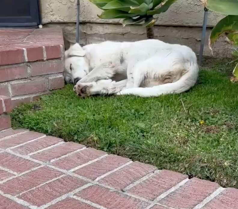 Una donna vede un cane randagio nel suo cortile. Grida: “Non può essere!”