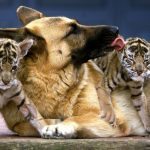 Chú chó nuôi 3 chú hổ con – Nhiều năm sau, người quản lý sở thú bật khóc khi hổ làm điều bất ngờ ➤ Buzzday.info