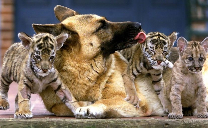 Chú chó nuôi 3 chú hổ con – Nhiều năm sau, người quản lý sở thú bật khóc khi hổ làm điều bất ngờ ➤ Buzzday.info