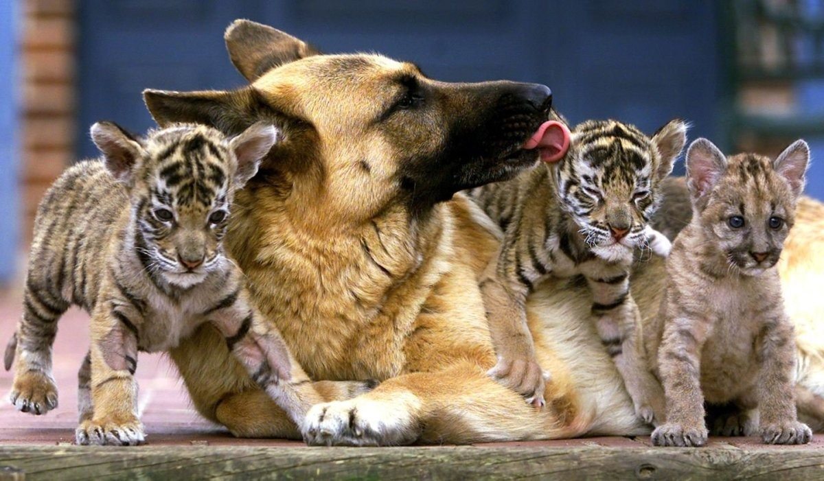 Chú chó nuôi 3 chú hổ con – Nhiều năm sau, người quản lý sở thú bật khóc khi hổ làm điều bất ngờ ➤ Buzzday.info