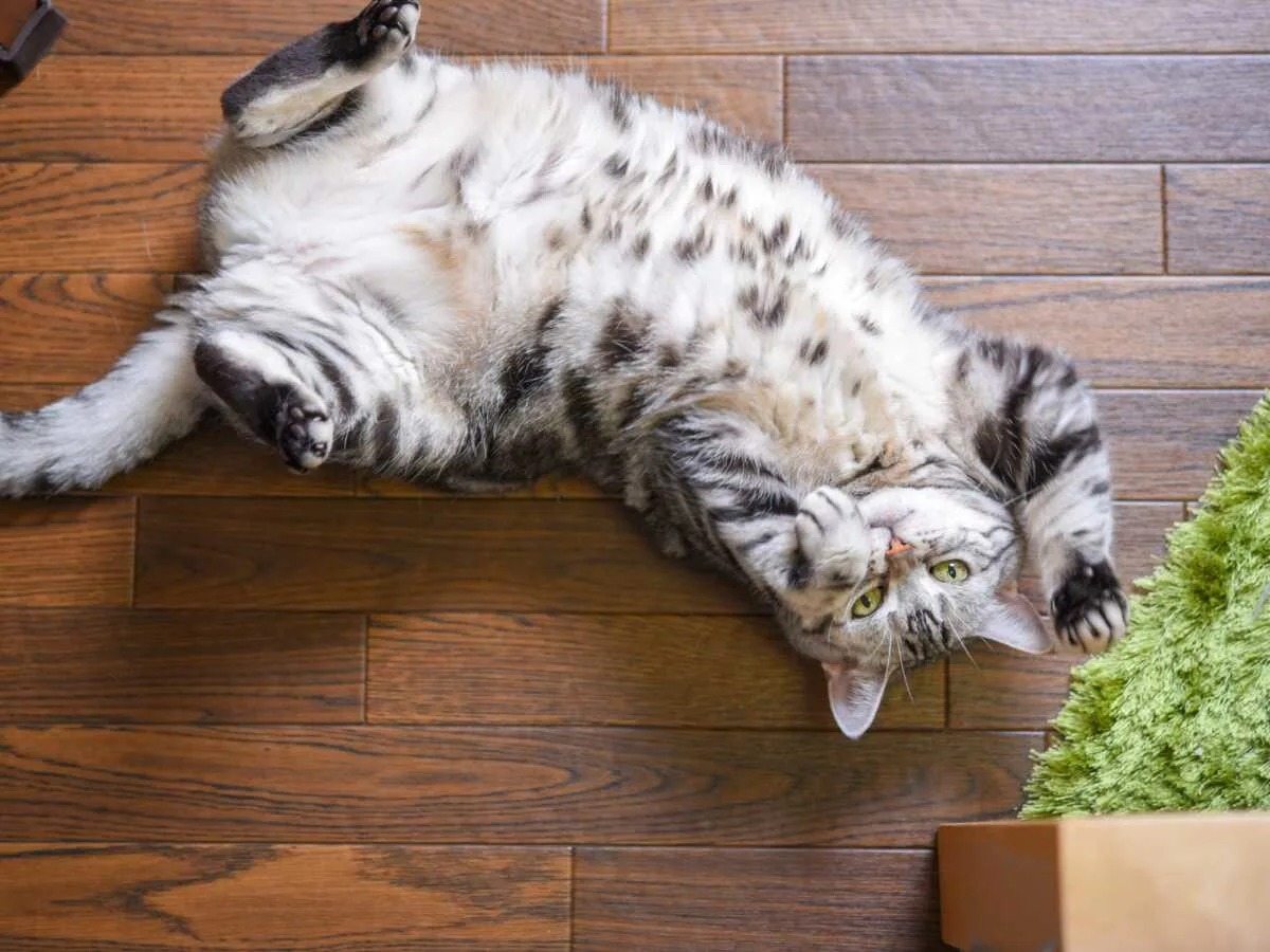 Votre chat vous montre-t-il son ventre ? Voici ce que cela signifie vraiment !