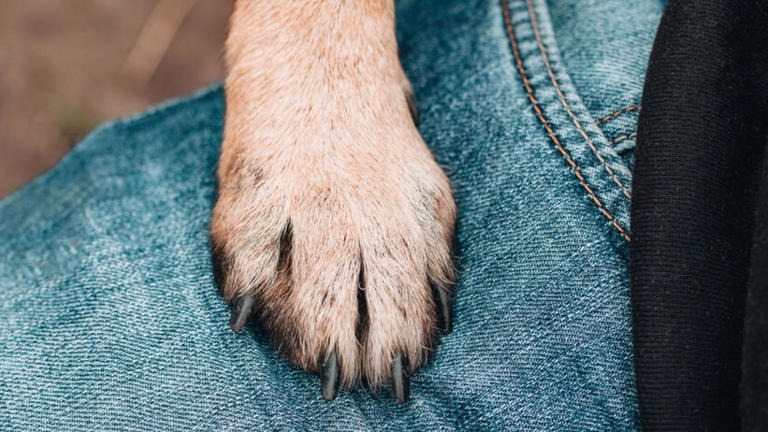 Why does a dog put its paw on you? A vet explains everything