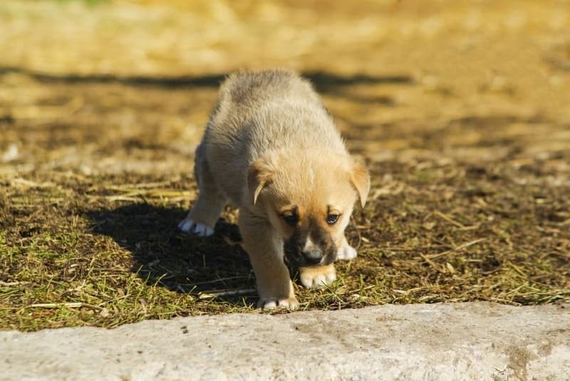 A puppy’s brave act on the railroad tracks amazed the police!
