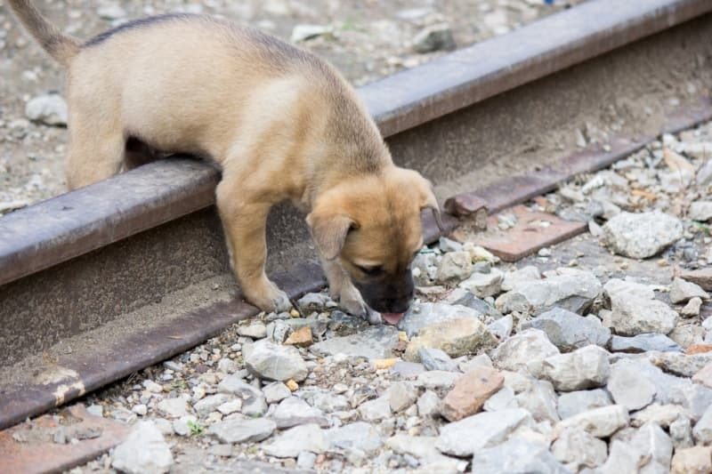A puppy’s brave act on the railroad tracks amazed the police!