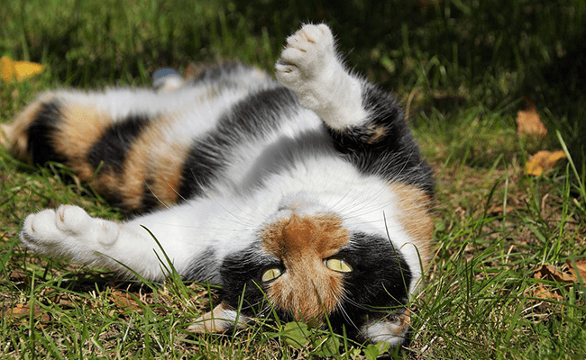 Votre chat vous montre-t-il son ventre ? Voici ce que cela signifie vraiment !