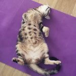 Votre chat vous montre-t-il son ventre ? Voici ce que cela signifie vraiment ! ➤ Buzzday.info