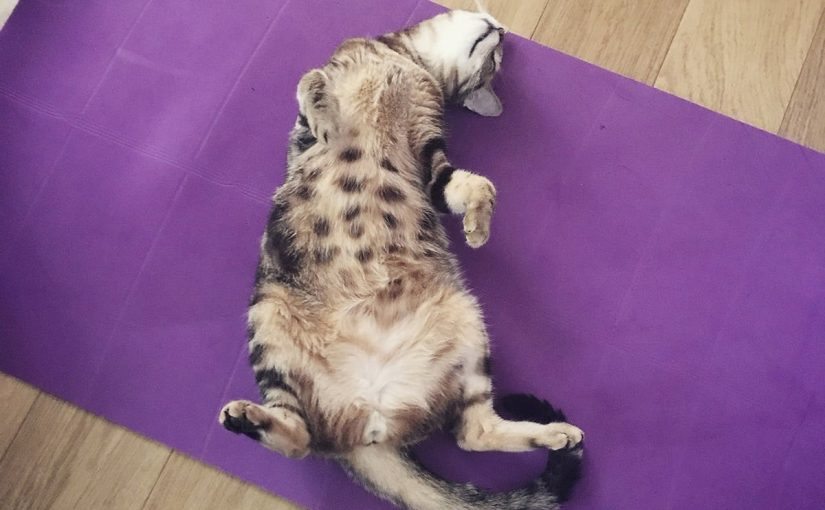 Votre chat vous montre-t-il son ventre ? Voici ce que cela signifie vraiment ! ➤ Buzzday.info