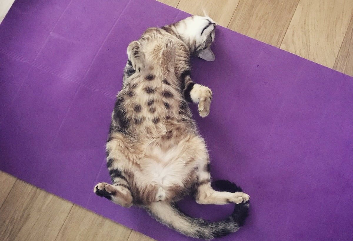 Votre chat vous montre-t-il son ventre ? Voici ce que cela signifie vraiment ! ➤ Buzzday.info