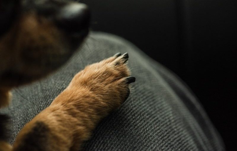 Why does a dog put its paw on you? A vet explains everything ➤ Buzzday.info