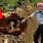 The loggers thought it was a typical day at work until they found this tree and… look what happened ➤ Buzzday.info