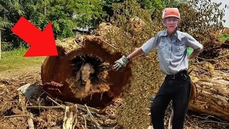 Drwale myśleli, że to typowy dzień pracy, dopóki nie znaleźli tego drzewa i… zobaczcie, co się stało ➤ Buzzday.info