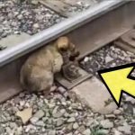 A puppy’s brave act on the railroad tracks amazed the police! ➤ Buzzday.info
