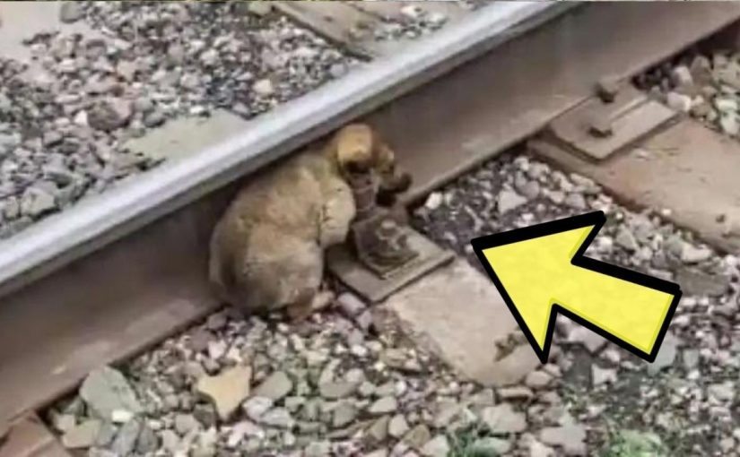 Il coraggioso gesto di un cucciolo sui binari ha sbalordito la polizia! ➤ Buzzday.info