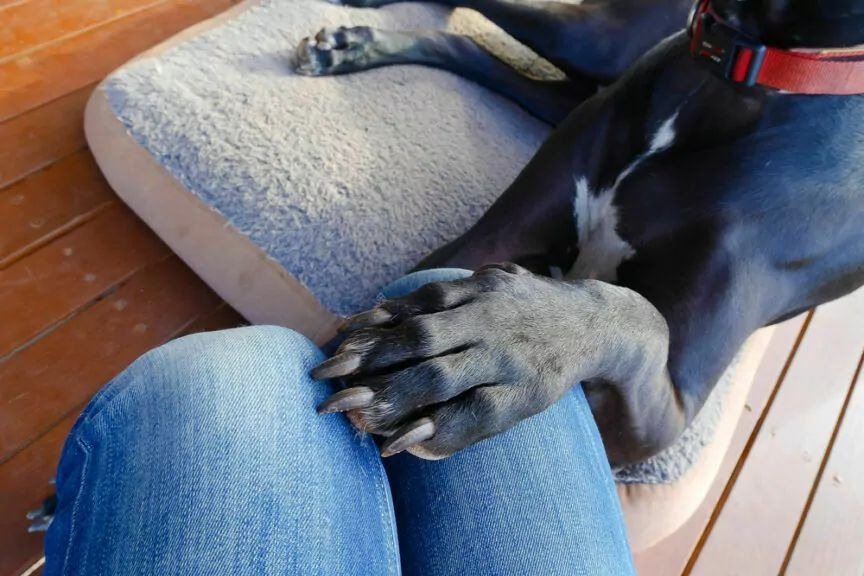 Why does a dog put its paw on you? A vet explains everything