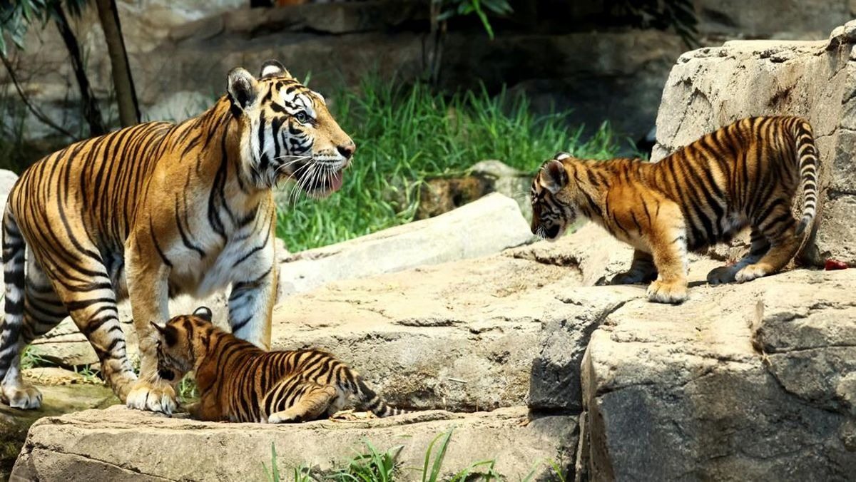 Chú chó nuôi 3 chú hổ con – Nhiều năm sau, người quản lý sở thú bật khóc khi hổ làm điều bất ngờ