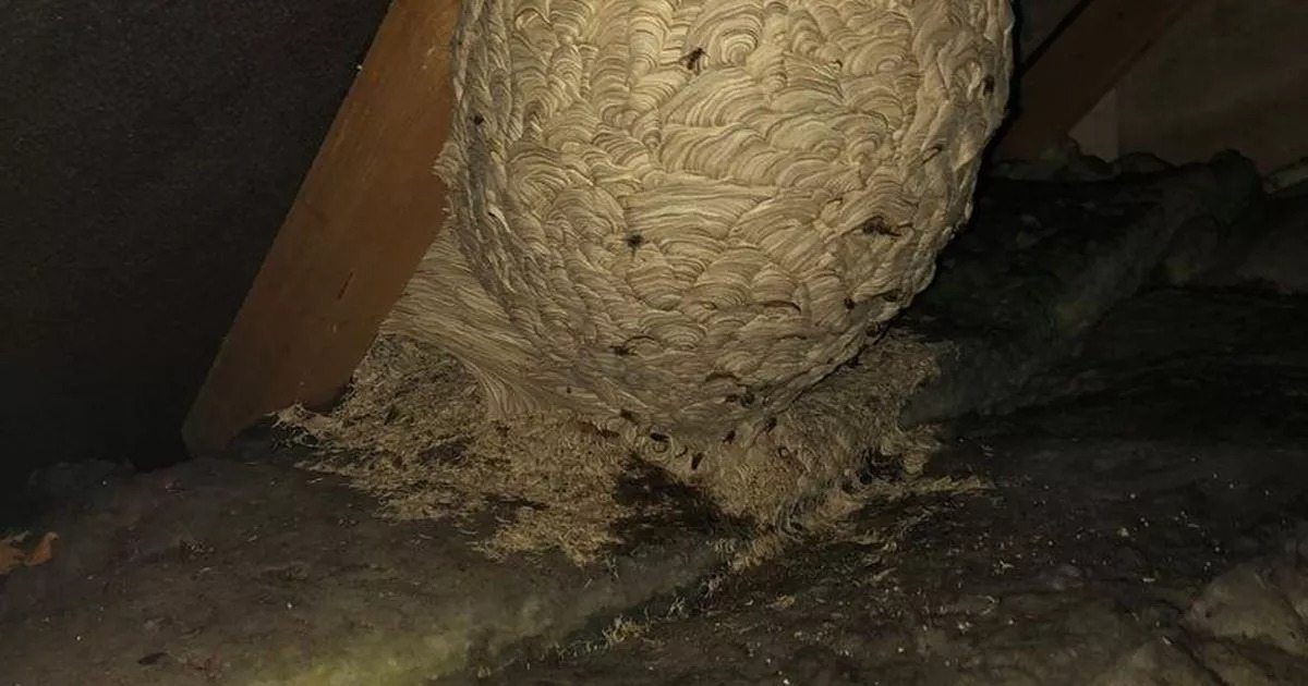 L’uomo pensava di aver trovato un nido di calabroni: un esperto gli rivelò la verità
