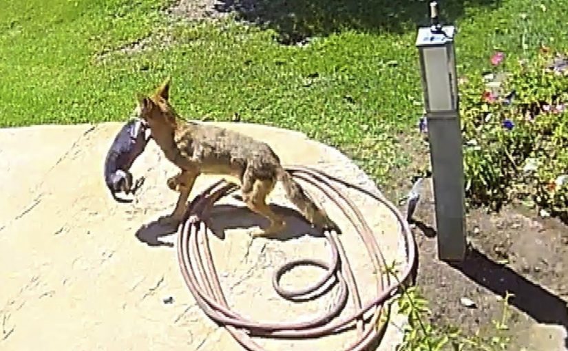 코요테가 집 앞마당에서 강아지를 덮쳤다 – 그 후에 벌어진 놀라운 장면 ➤ Buzzday.info