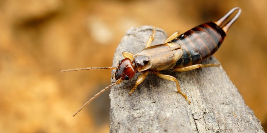 Non farlo! È proprio per questo che le forbicine invadono le case
