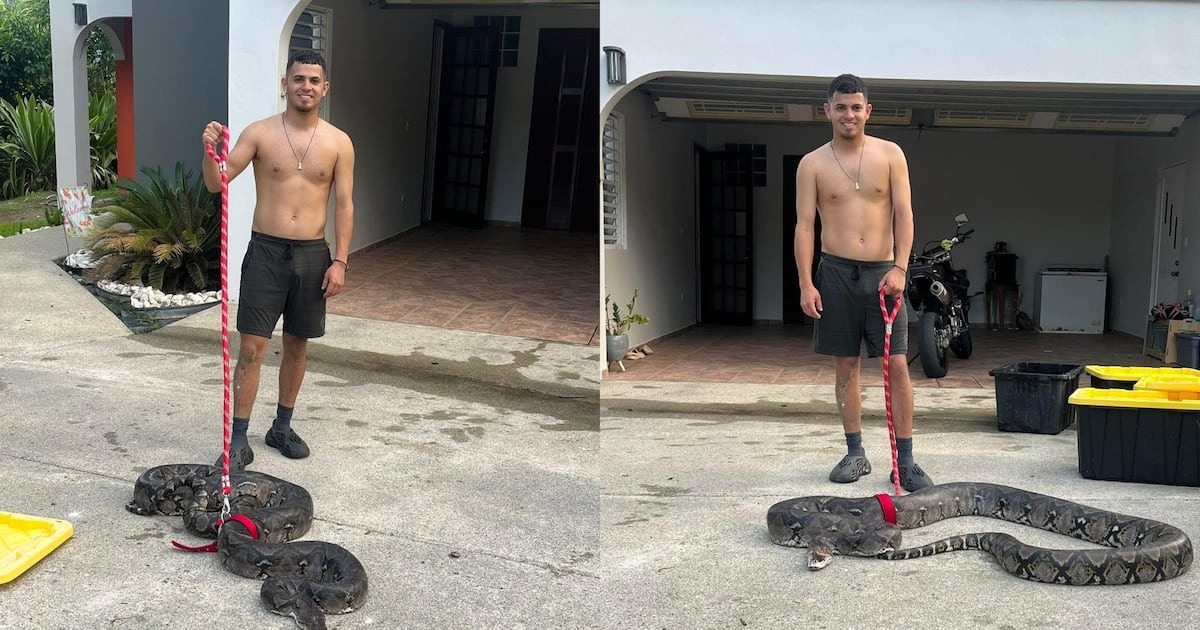 Guarda questo video di Gongo che cattura due serpenti giganti a Porto Rico