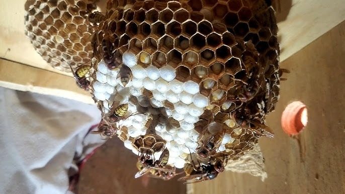 L’uomo pensava di aver trovato un nido di calabroni: un esperto gli rivelò la verità