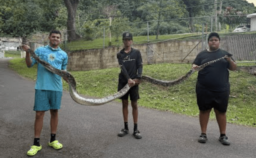 Guarda questo video di Gongo che cattura due serpenti giganti a Porto Rico ➤ Buzzday.info
