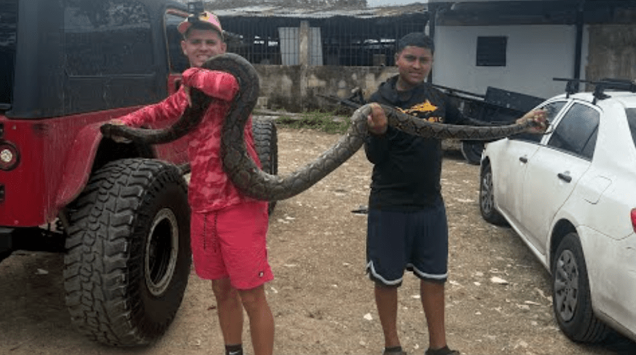 Guarda questo video di Gongo che cattura due serpenti giganti a Porto Rico