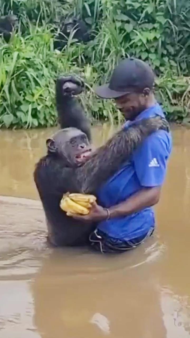 Scimpanzé si getta tra le braccia dell’uomo che lo salvò anni prima: il video dell’abbraccio