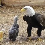 L’aigle qui prenait une pierre pour un œuf est enfin devenu père ➤ Buzzday.info