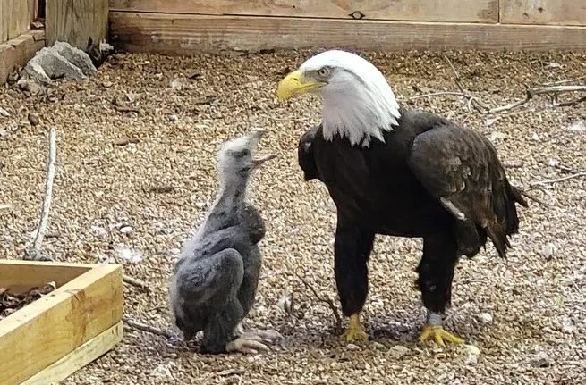 L’aigle qui prenait une pierre pour un œuf est enfin devenu père ➤ Buzzday.info