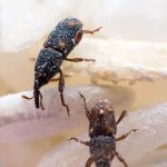This black insect is living in your kitchen – find out what it is ➤ Buzzday.info