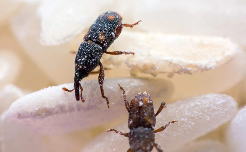 This black insect is living in your kitchen – find out what it is ➤ Buzzday.info