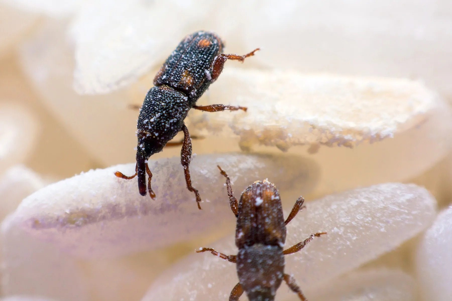This black insect is living in your kitchen – find out what it is ➤ Buzzday.info