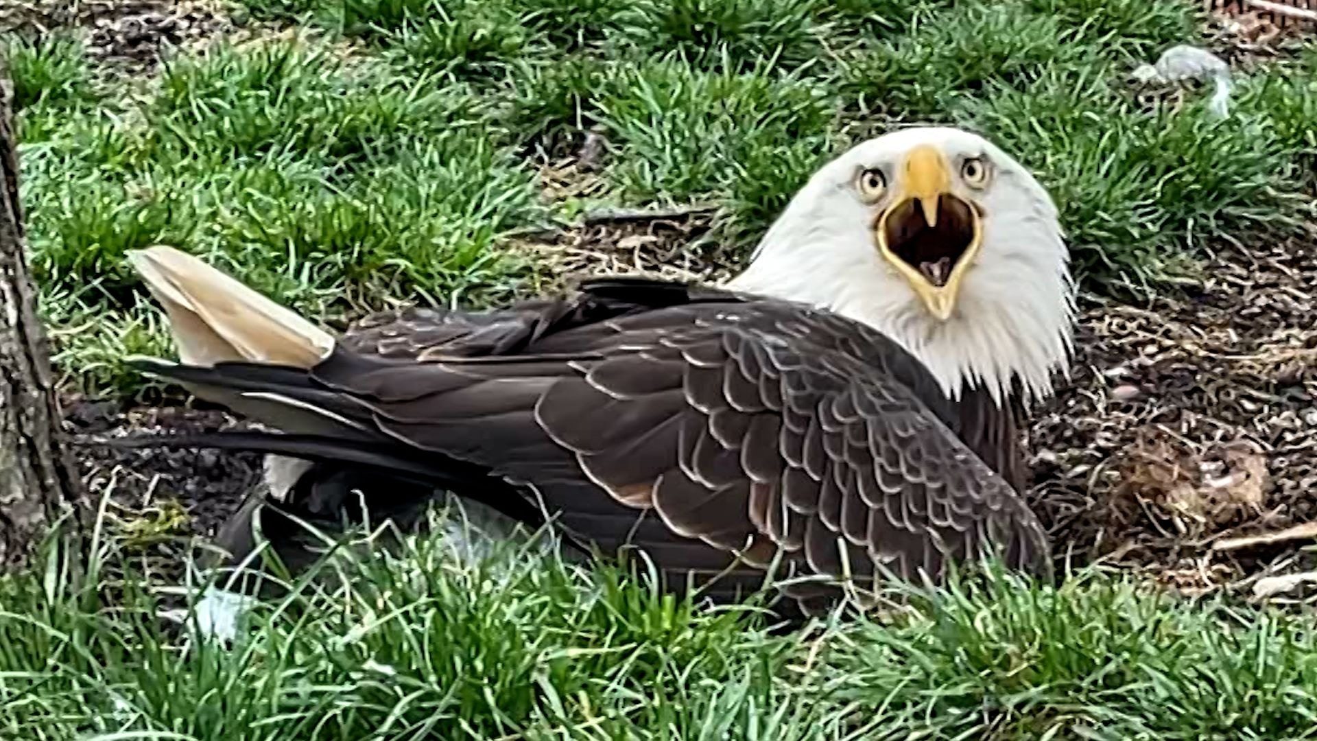 L’aigle qui prenait une pierre pour un œuf est enfin devenu père