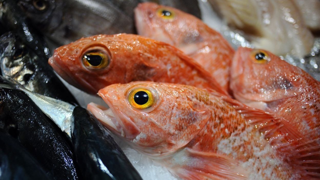 La science affirme que ces trois poissons sont les plus sains